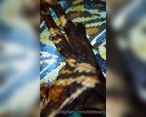 TS Coelhinha aka lilithtrans - 04-24-2021 OnlyFans Video - the Coelhinha in Snake Skin video is cumming tomorrow  Are you ready to play with_vqfm