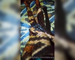 TS Coelhinha aka lilithtrans - 04-24-2021 OnlyFans Video - the Coelhinha in Snake Skin video is cumming tomorrow  Are you ready to play with_vqfm