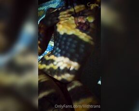 TS Coelhinha aka lilithtrans - 04-24-2021 OnlyFans Video - the Coelhinha in Snake Skin video is cumming tomorrow  Are you ready to play with