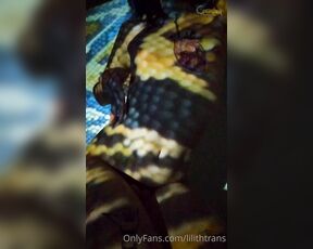 TS Coelhinha aka lilithtrans - 04-24-2021 OnlyFans Video - the Coelhinha in Snake Skin video is cumming tomorrow  Are you ready to play with