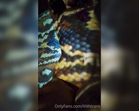 TS Coelhinha aka lilithtrans - 04-25-2021 OnlyFans Video - COELHINHA IN SNAKE SKIN full video